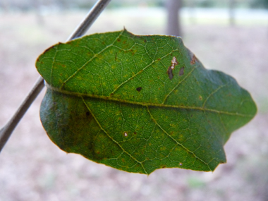 Petites feuilles (3 à 5 cm) alternes et à pétiole court, coriaces et plus ou moins dentées dont la face supérieure est bombée d'un vert glauque. Agrandir dans une nouvelle fenêtre (ou onglet)